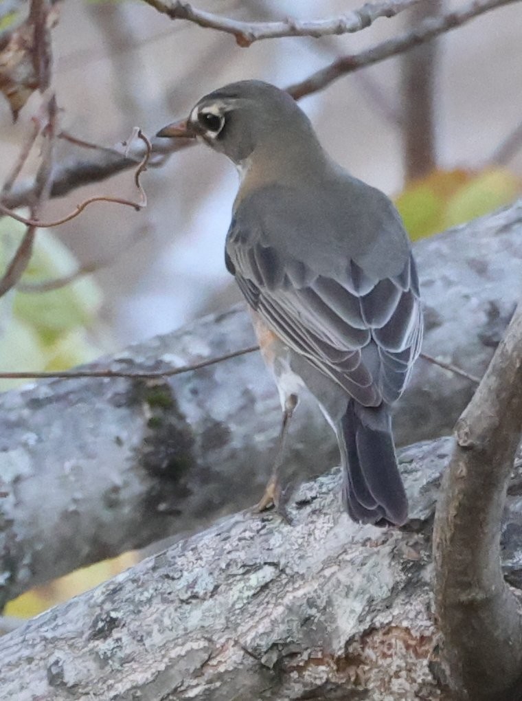 American Robin - ML644300279