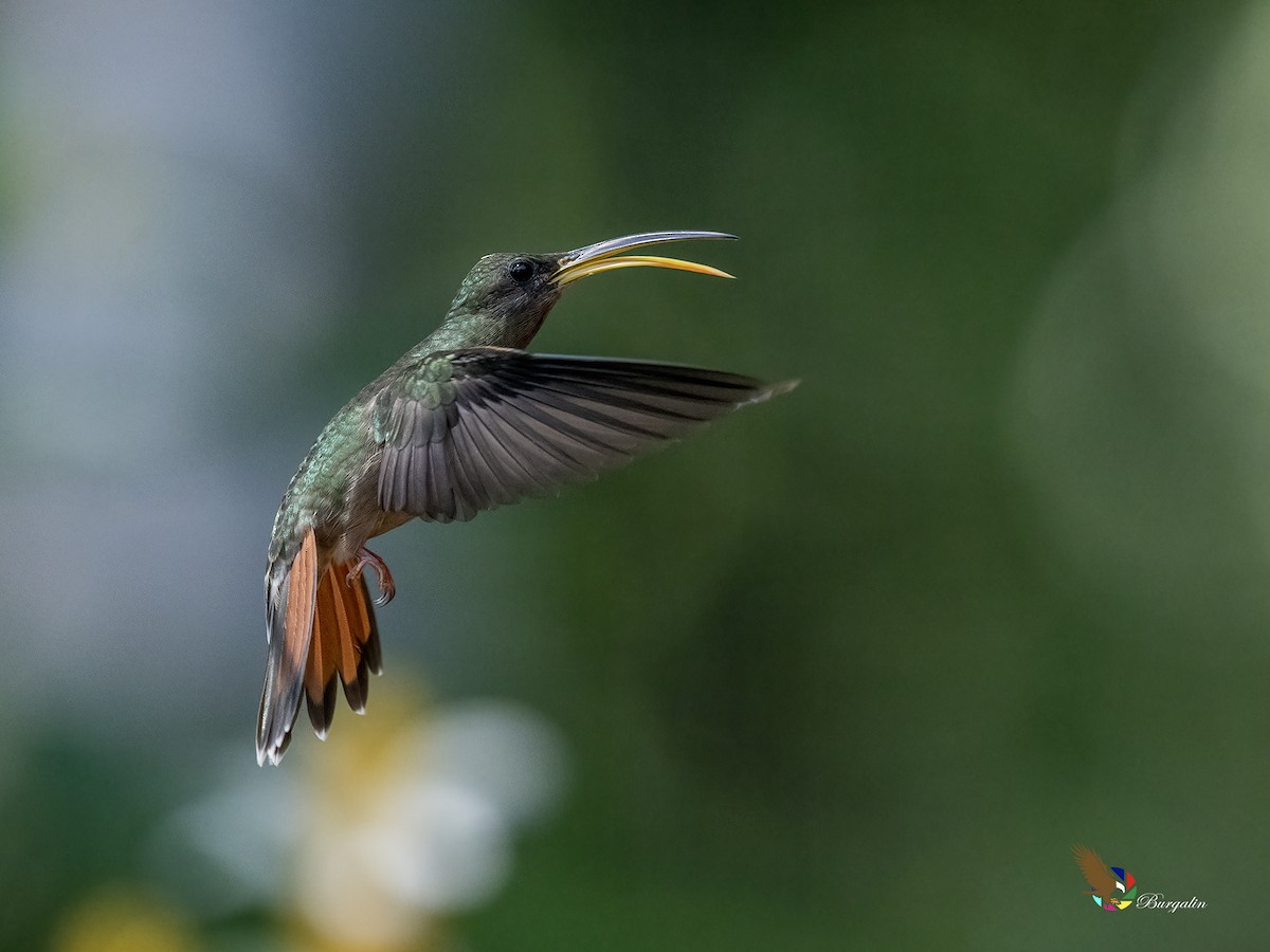 Rufous-breasted Hermit - ML644300280