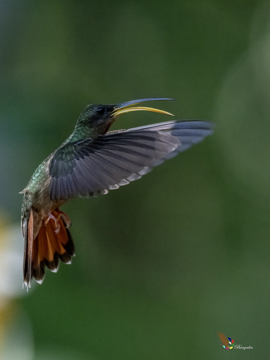 Rufous-breasted Hermit - ML644300281