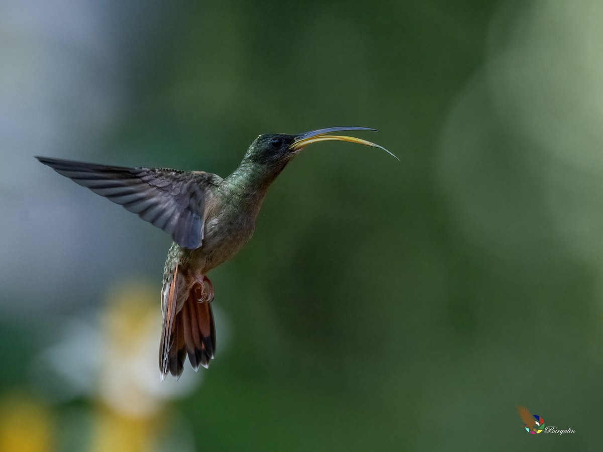 Rufous-breasted Hermit - ML644300282