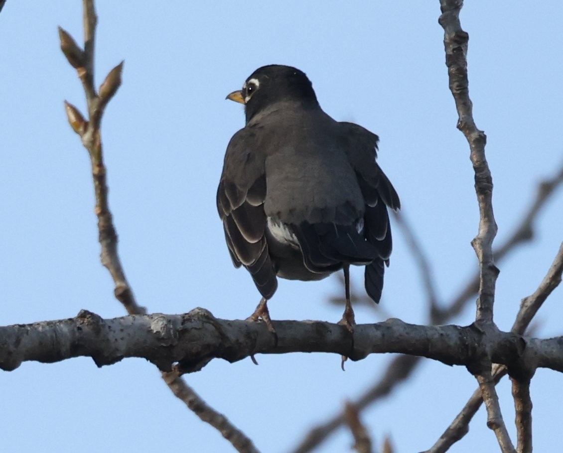American Robin - ML644300283