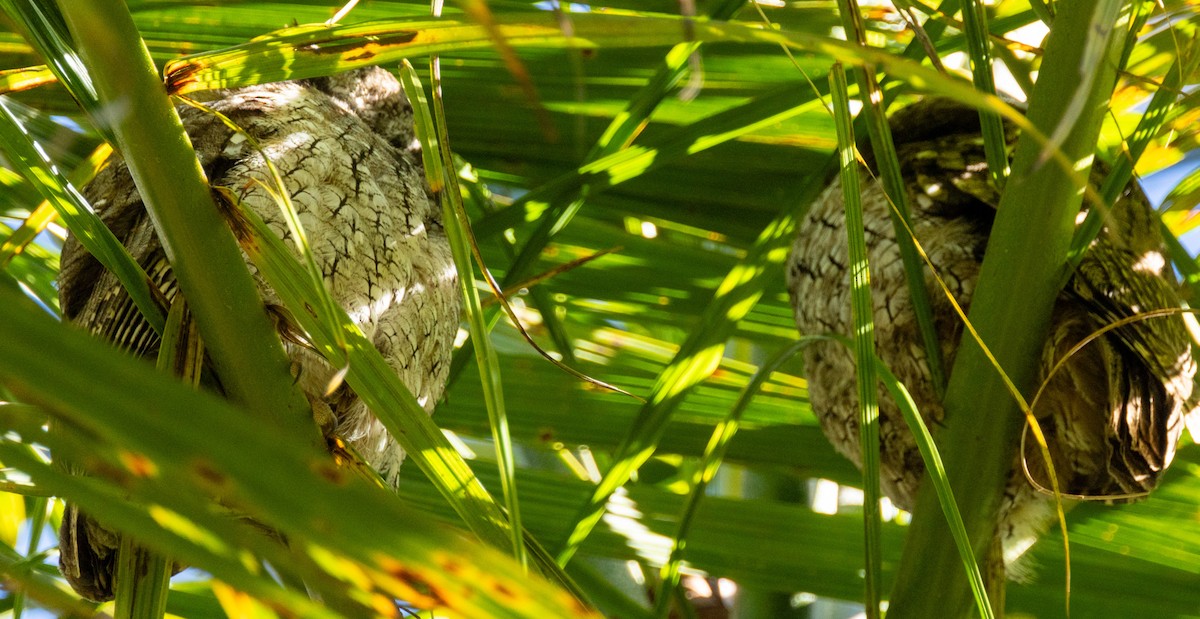 Tropical Screech-Owl - ML644300284