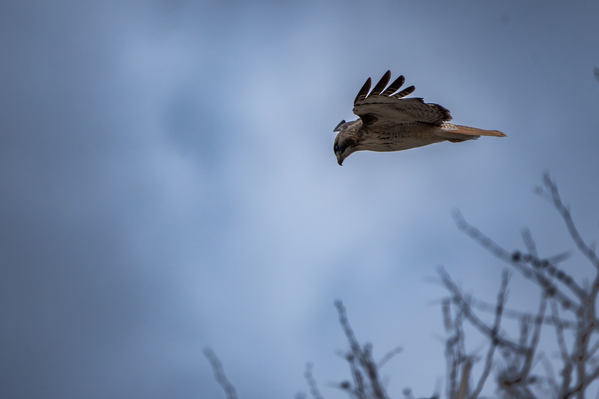 Red-tailed Hawk - ML644300288