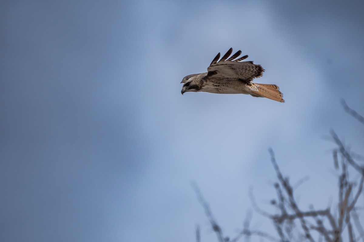 Red-tailed Hawk - ML644300289