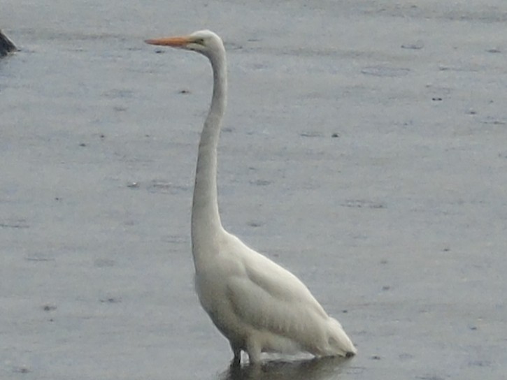 大白鷺 - ML644300290