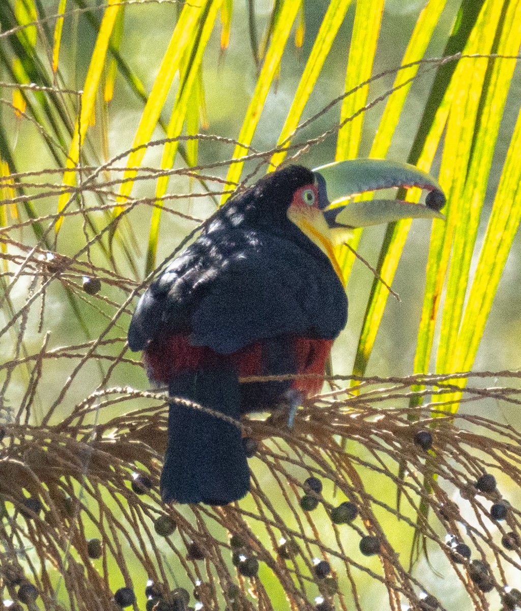 Red-breasted Toucan - ML644300291