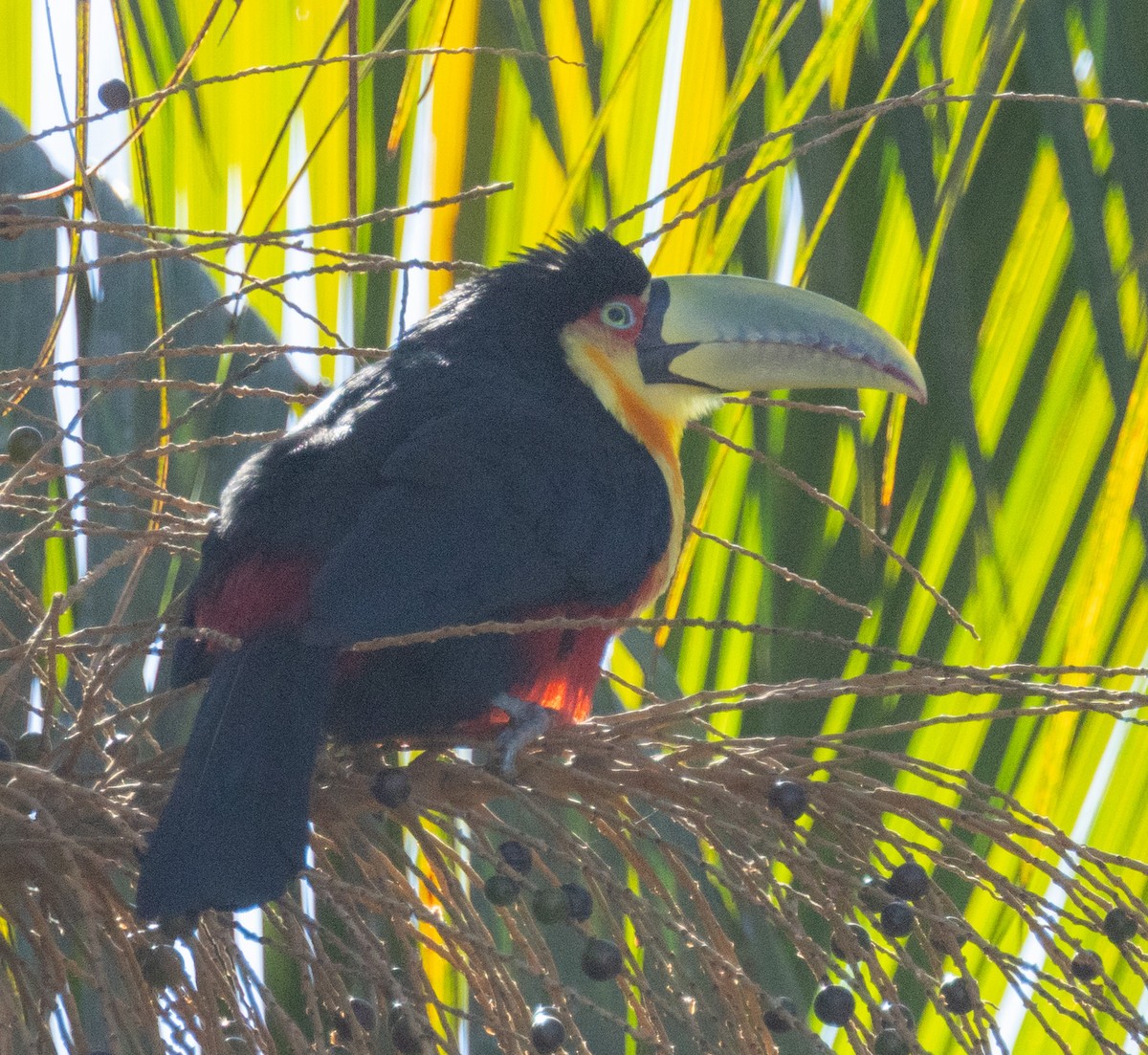 Red-breasted Toucan - ML644300292