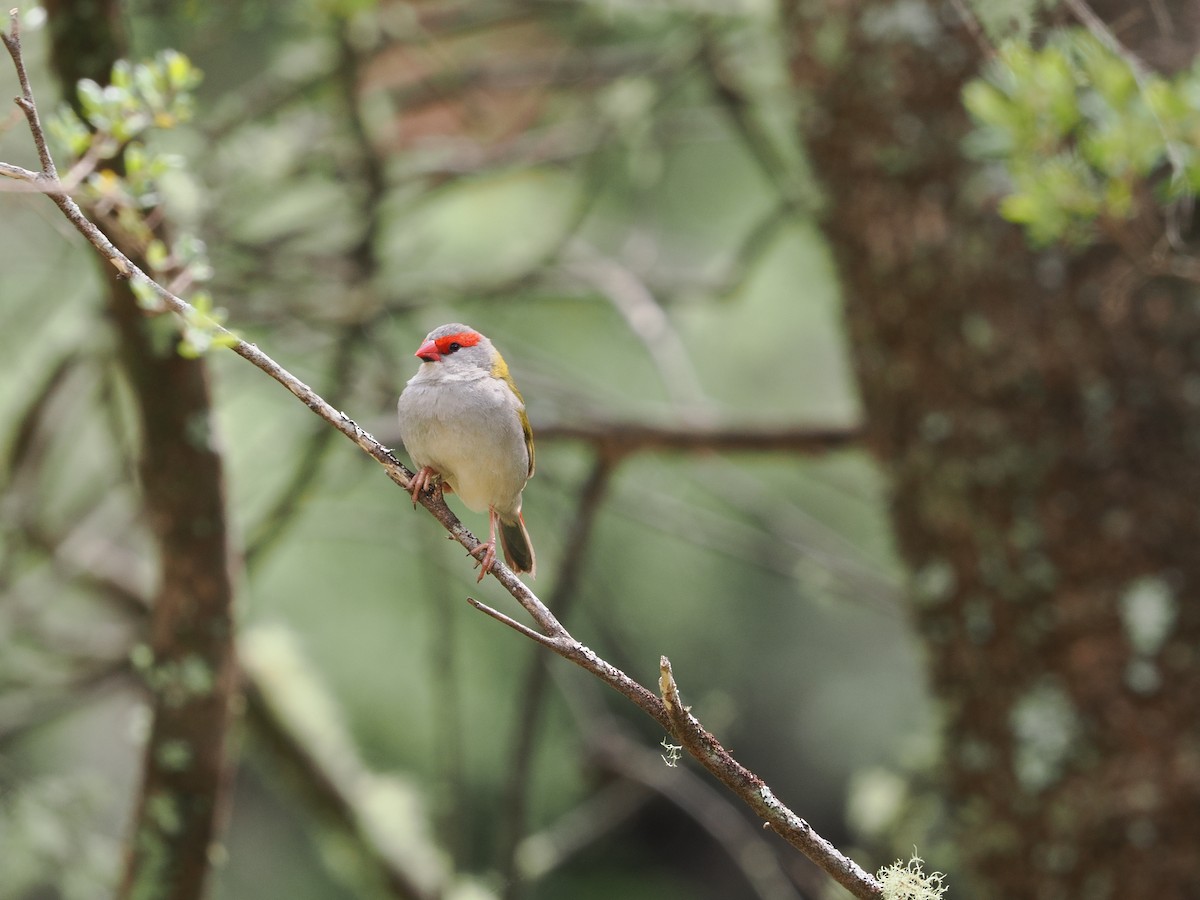 Red-browed Firetail - ML644300295