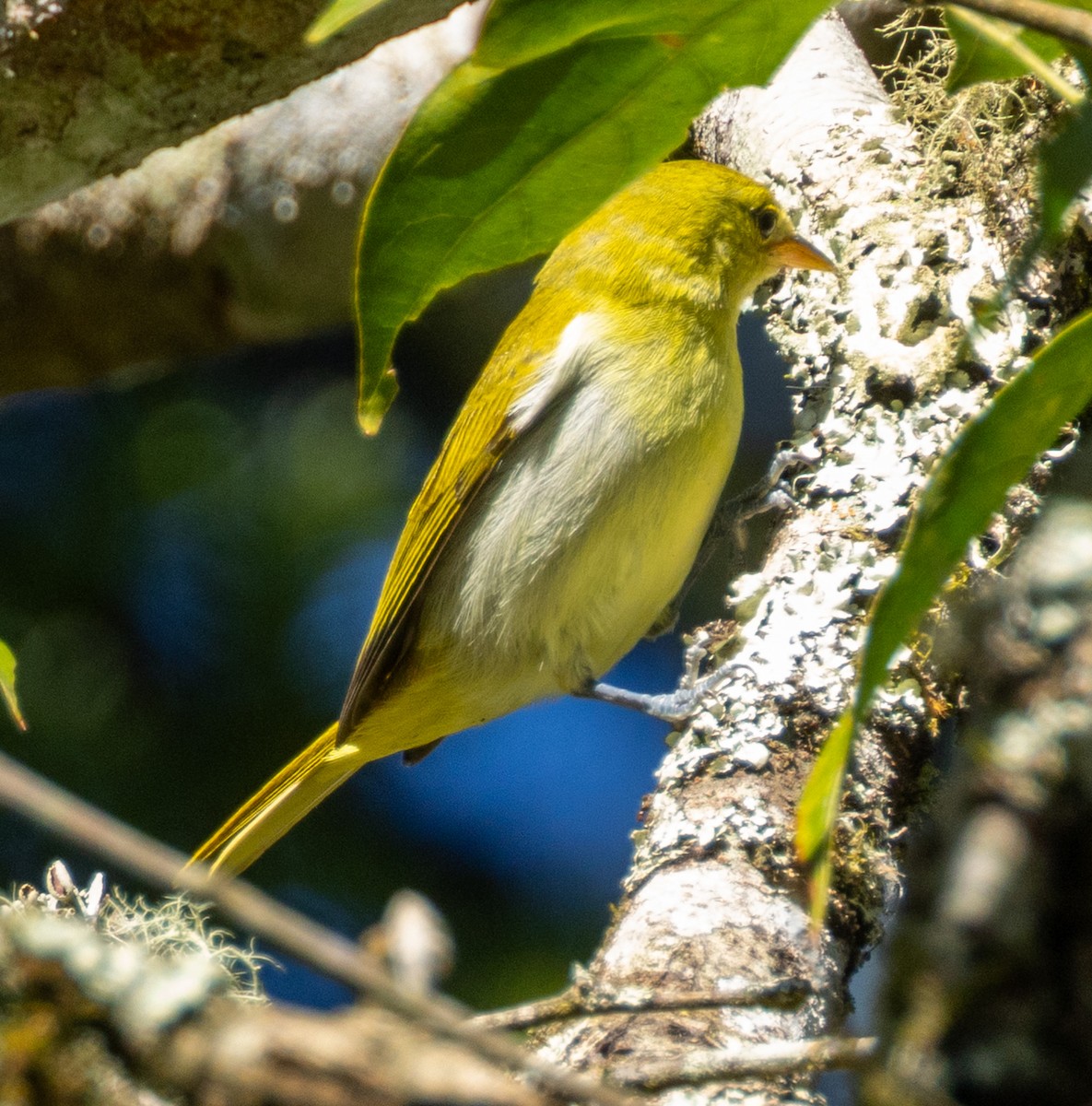 Rufous-headed Tanager - ML644300296