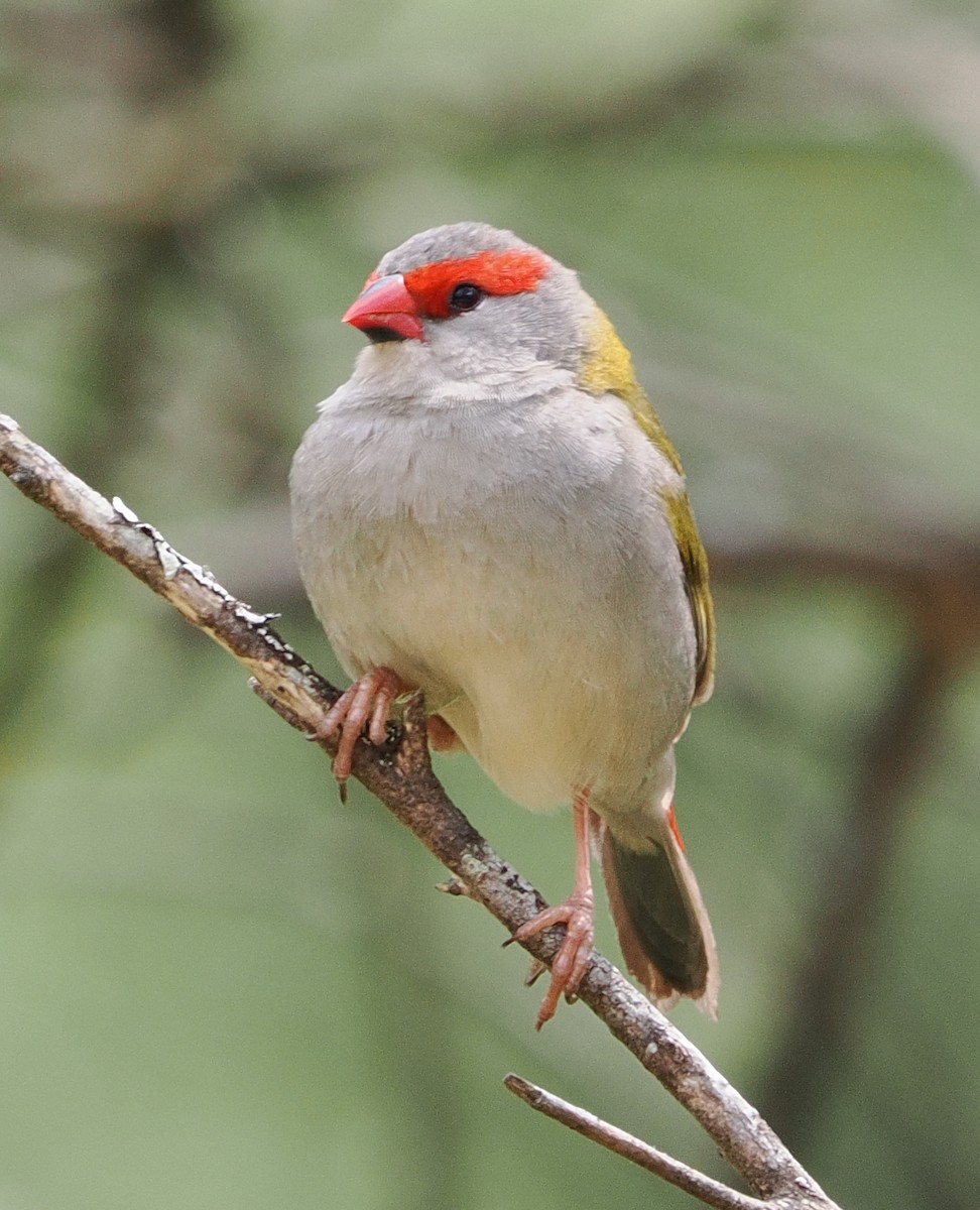 Red-browed Firetail - ML644300297