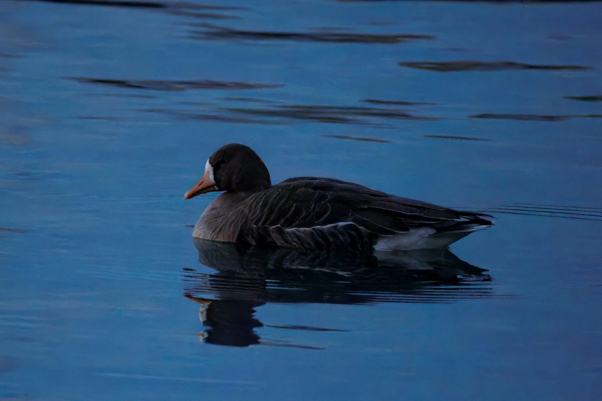 Oie rieuse - ML644300300