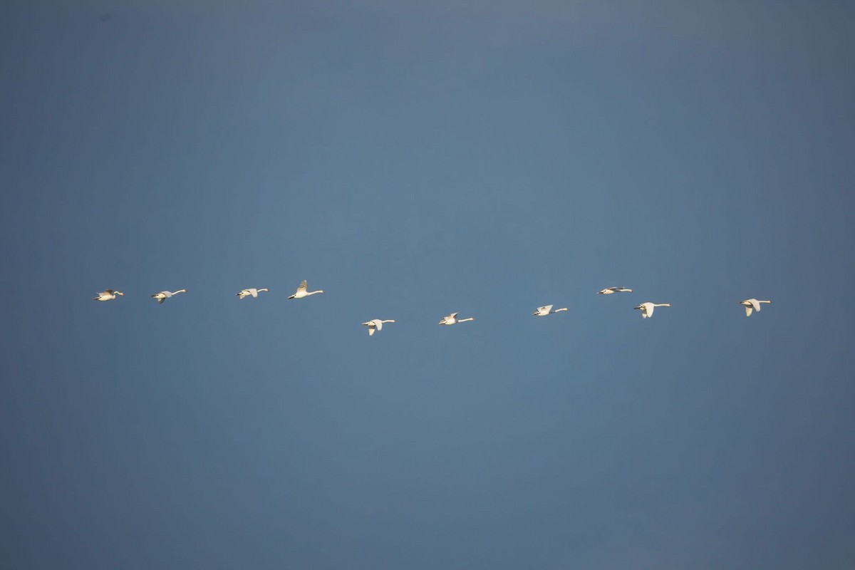 Cygne tuberculé - ML644300303