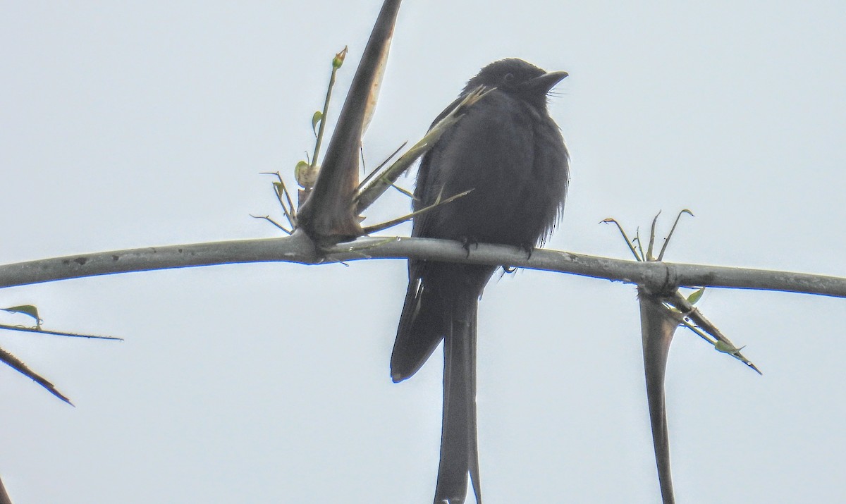 大卷尾 - ML644300306