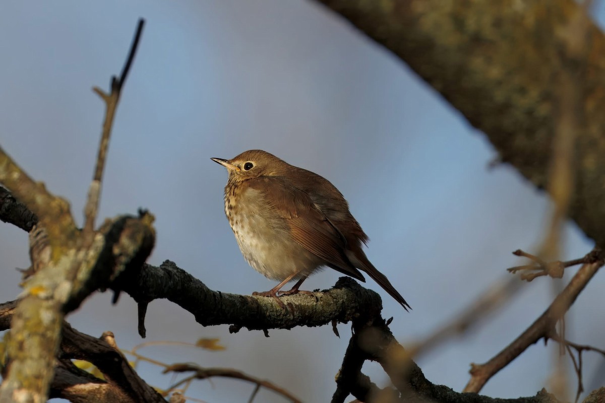 Grive solitaire - ML644300308