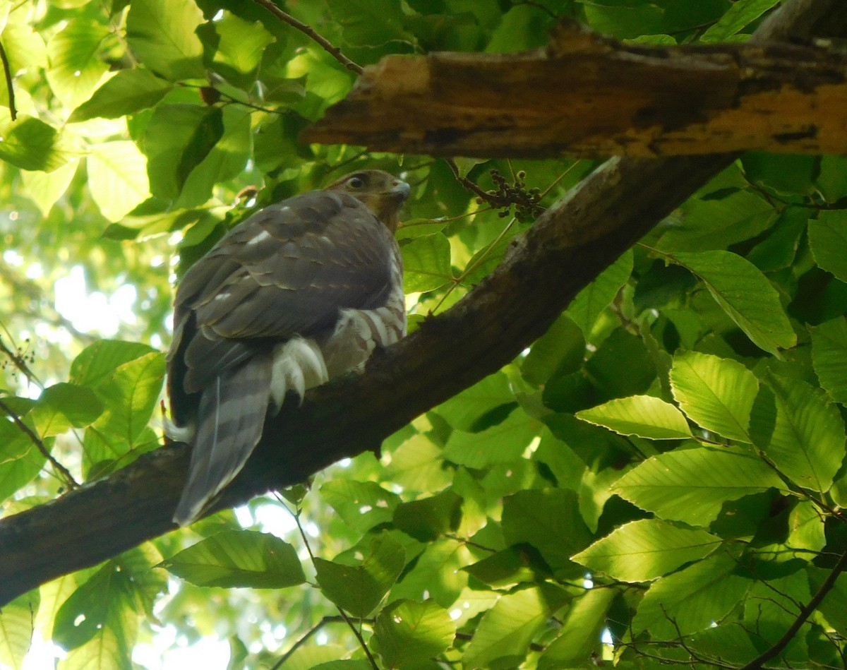 Cooper's Hawk - ML64430031