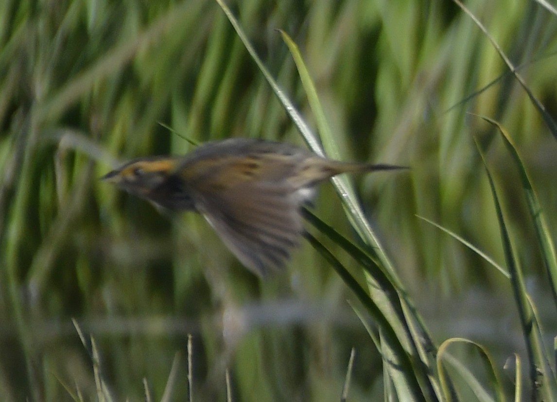 Bruant à queue aiguë - ML644300311