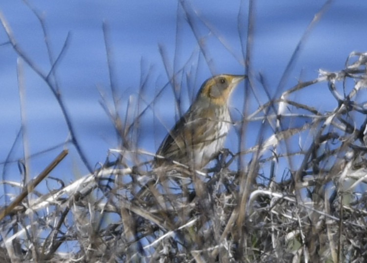 Bruant à queue aiguë - ML644300313