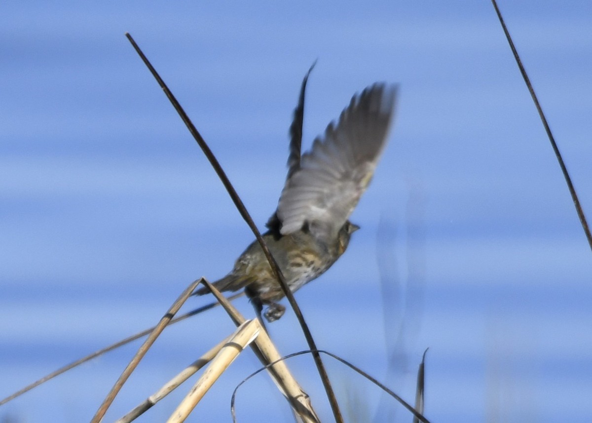 Bruant à queue aiguë - ML644300317