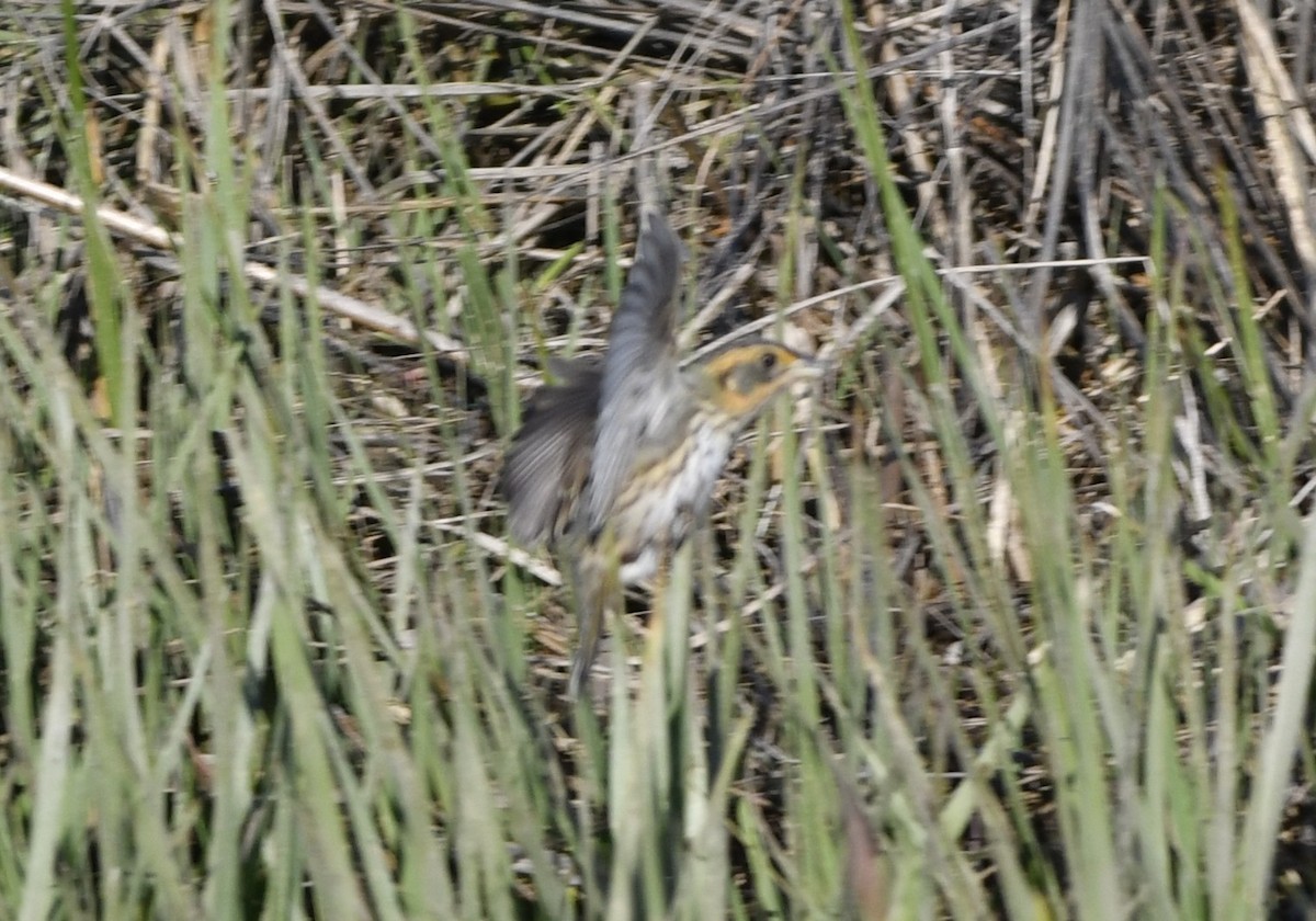 Bruant à queue aiguë - ML644300318