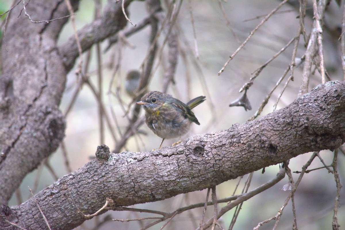 Eastern Yellow Robin - ML644300319