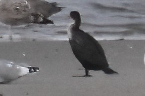 Double-crested Cormorant - ML644300325