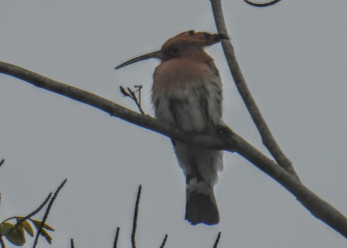 戴勝 - ML644300330