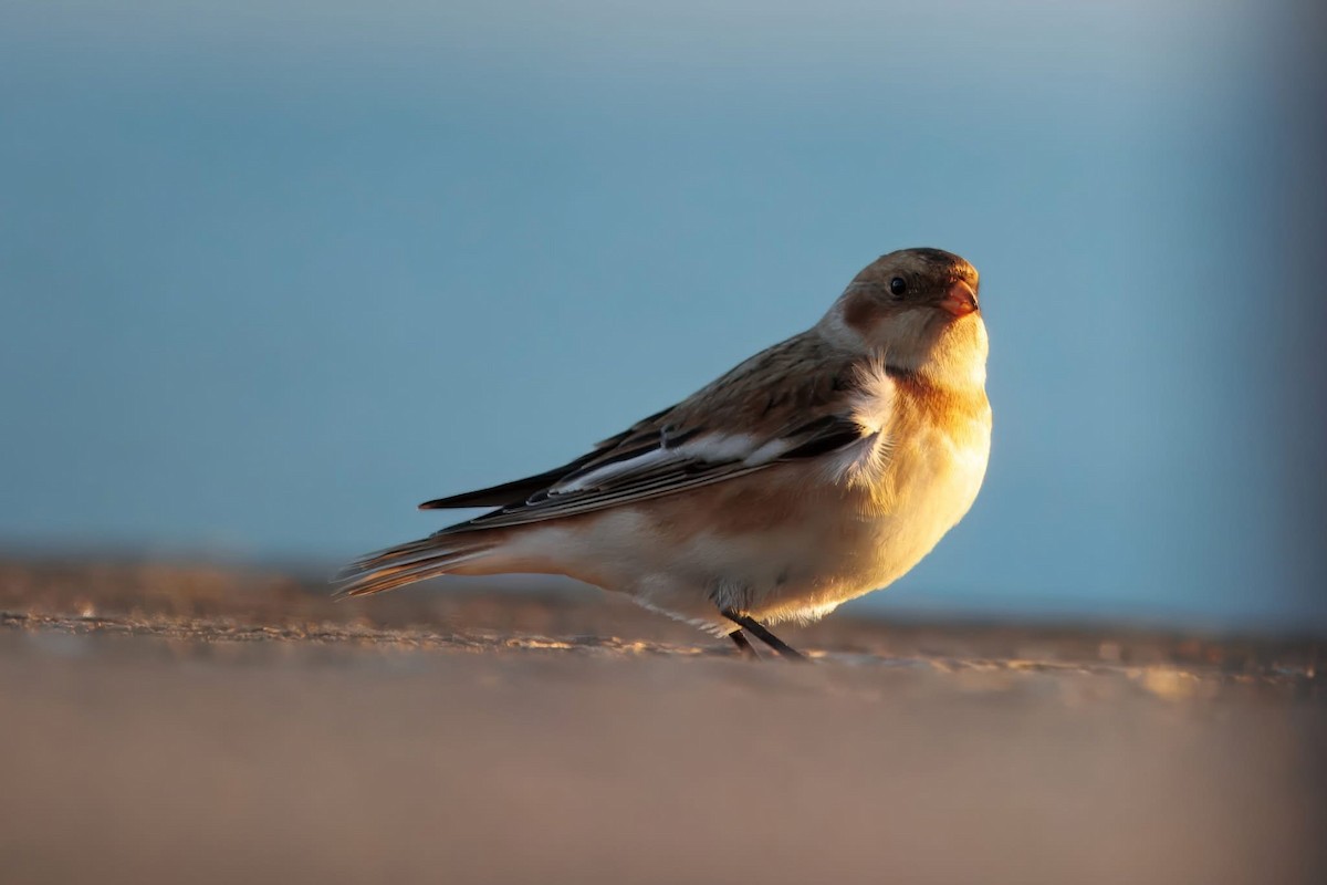 Plectrophane des neiges - ML644300331