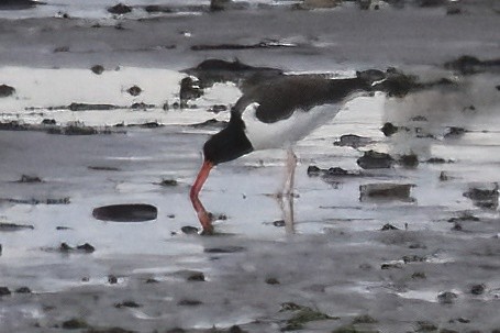 American Oystercatcher - ML644300335