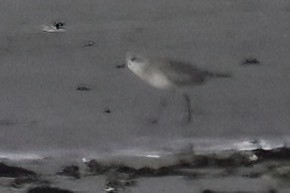 Буурал сүвээ цагаан - ML644300337