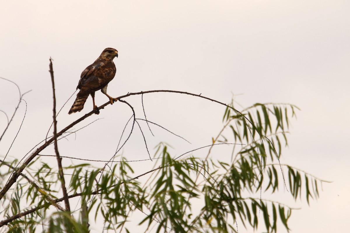 Gri Şahin - ML644300338