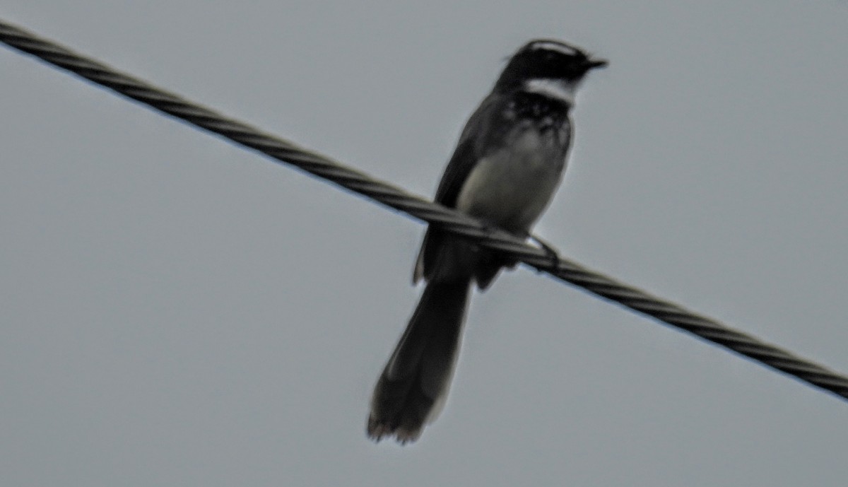 Spot-breasted Fantail - ML644300340