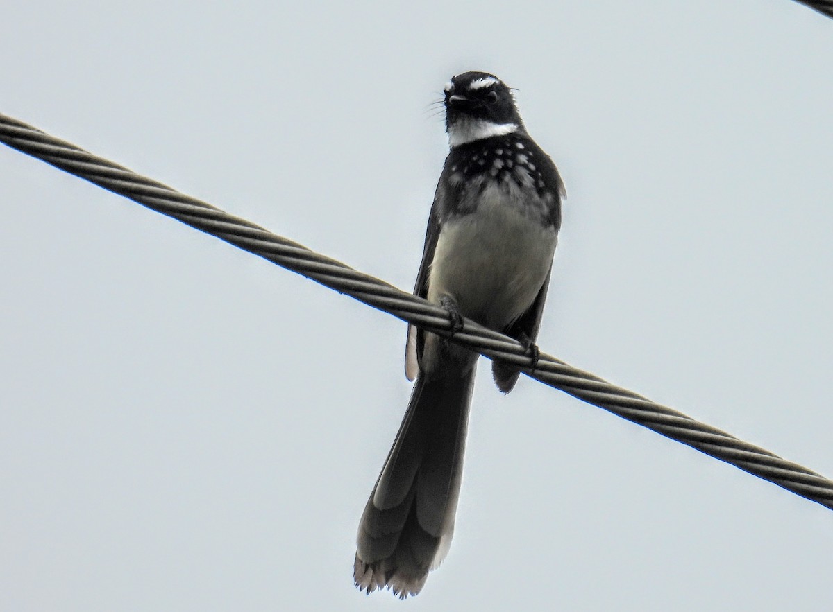 Spot-breasted Fantail - ML644300341