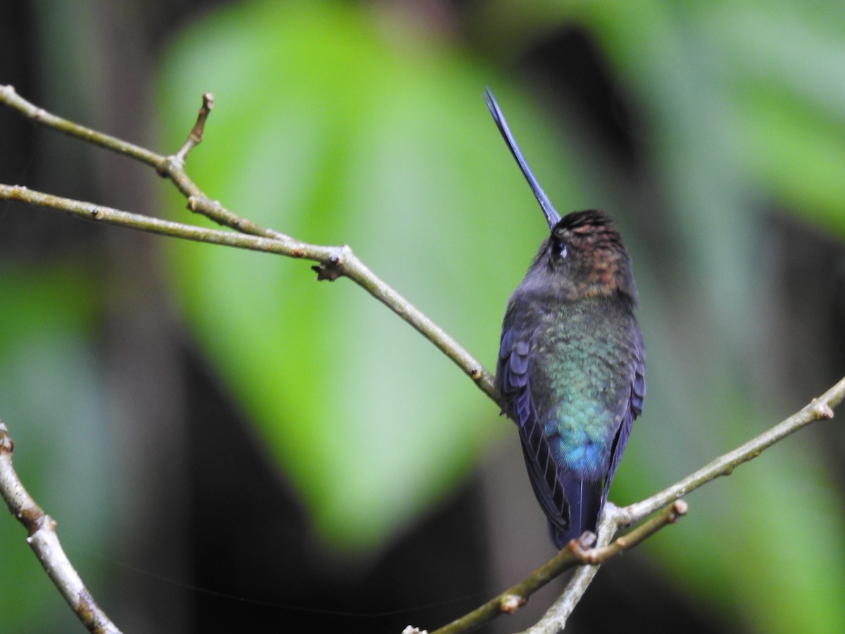 Green-fronted Lancebill - ML644300348