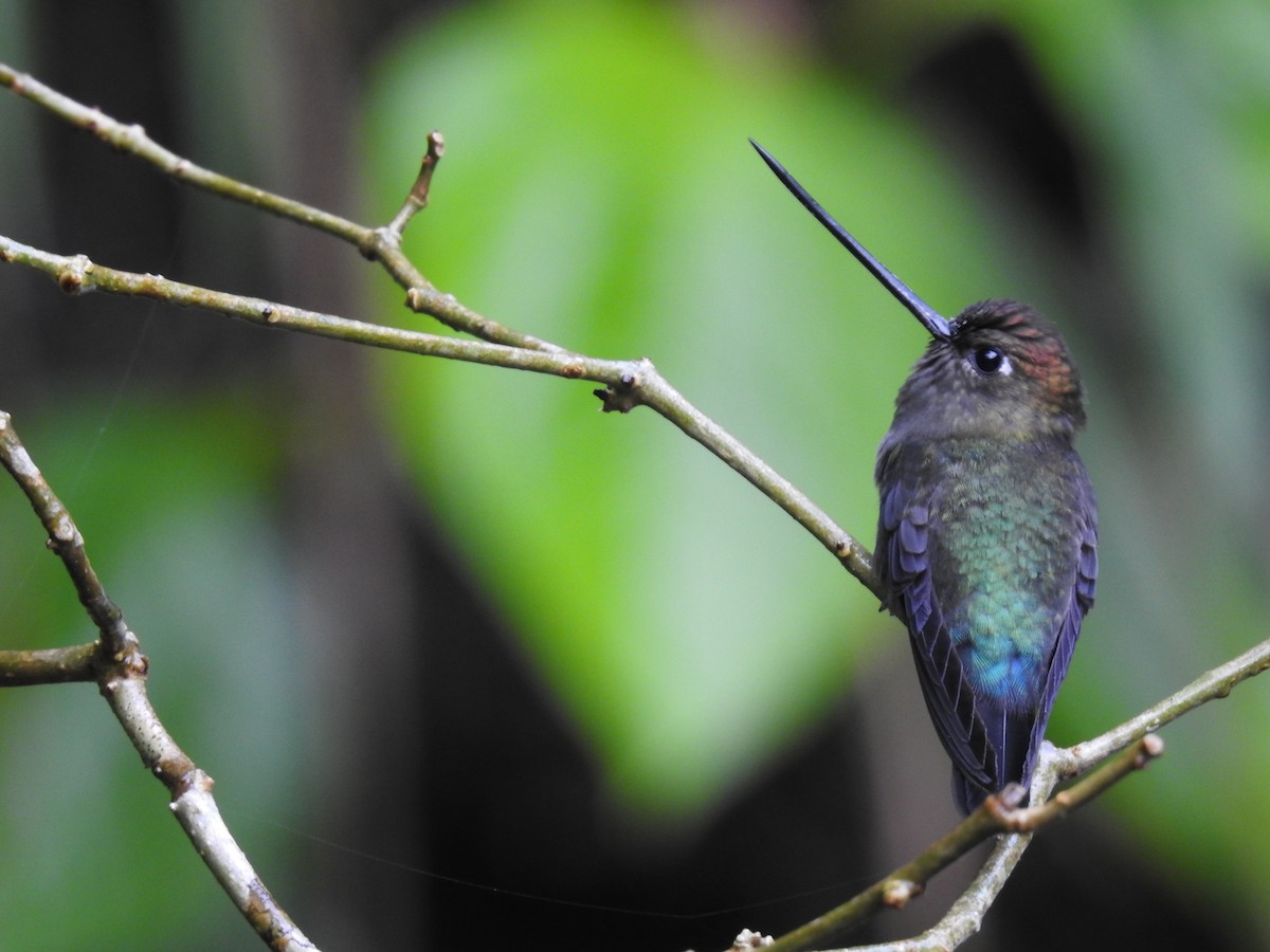 Green-fronted Lancebill - ML644300349