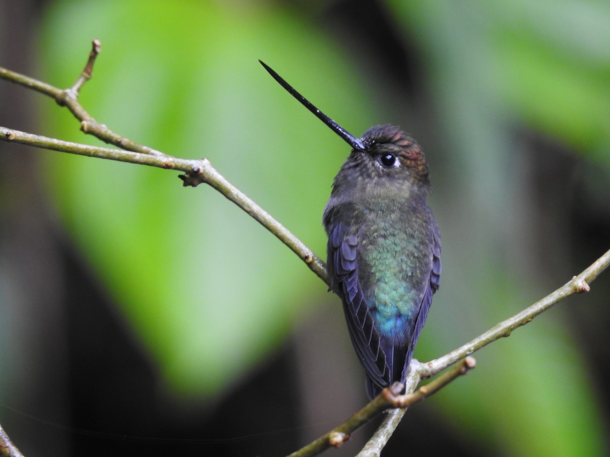 Green-fronted Lancebill - ML644300350