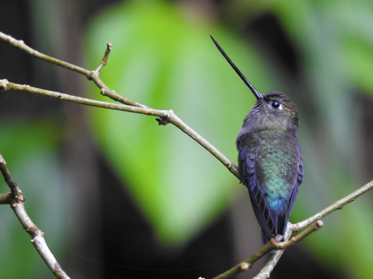 Green-fronted Lancebill - ML644300351