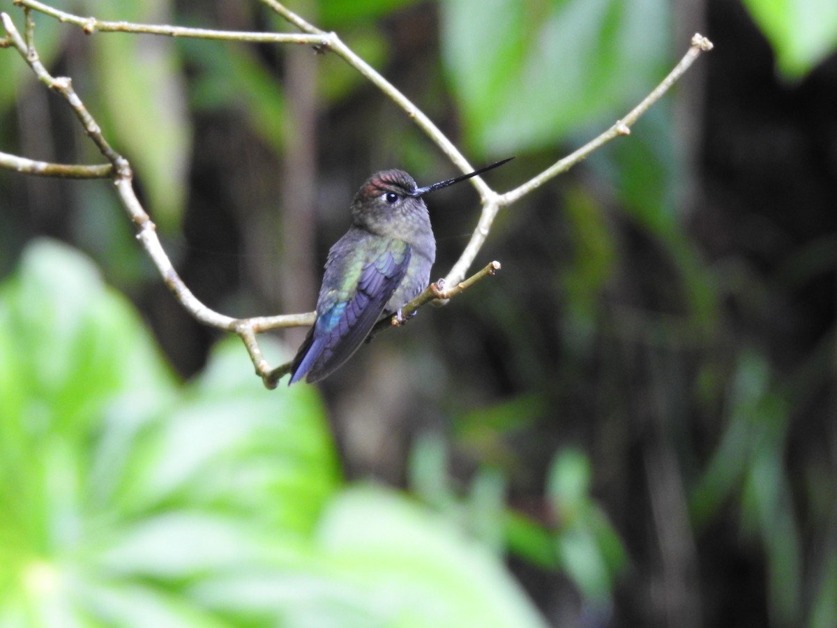 Green-fronted Lancebill - ML644300352
