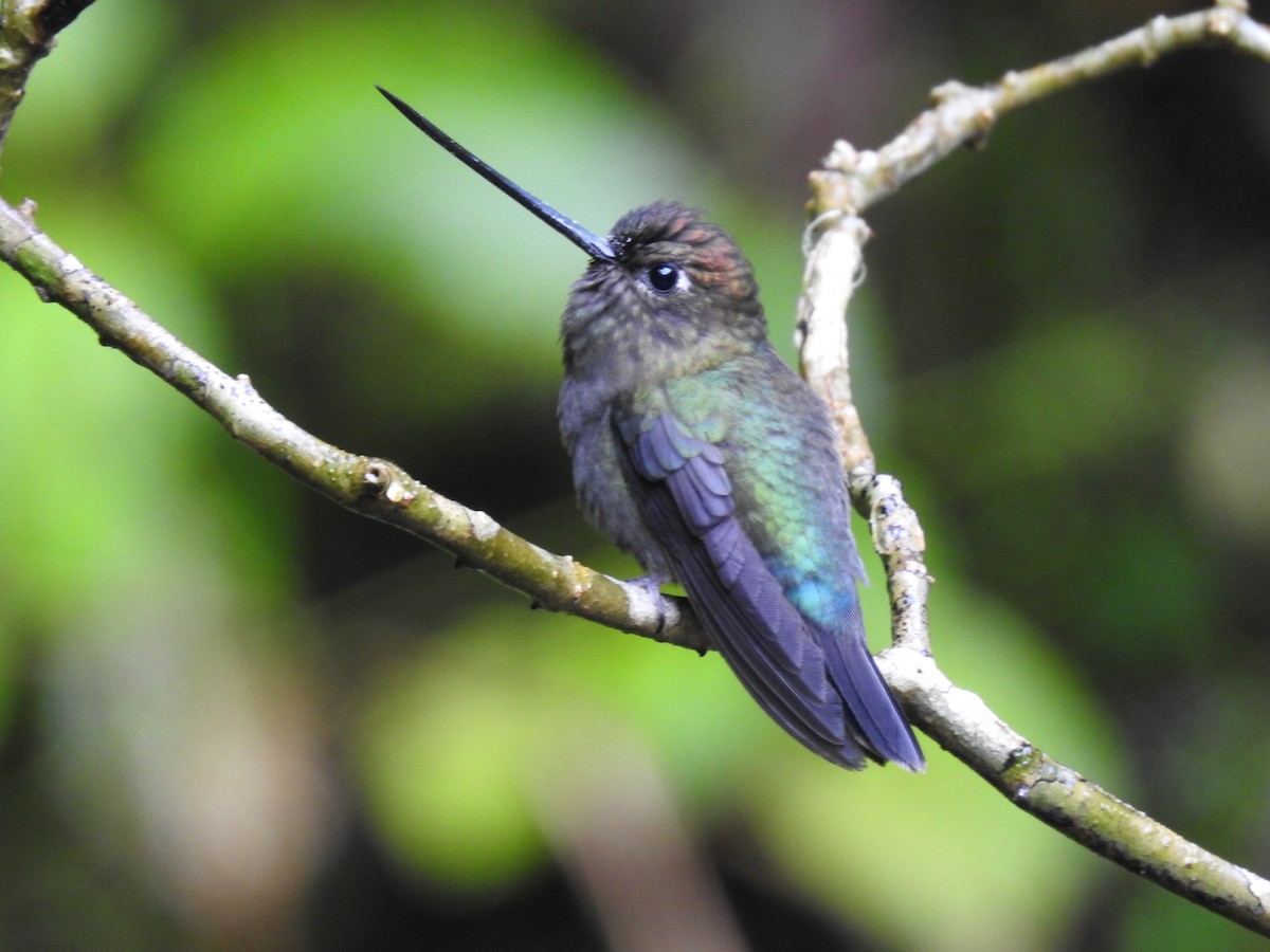 Green-fronted Lancebill - ML644300353