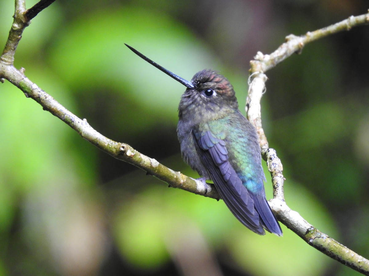 Green-fronted Lancebill - ML644300354