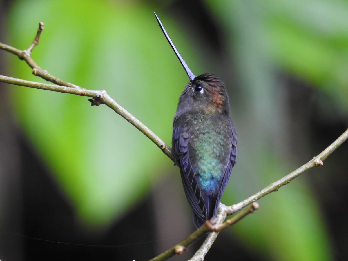 Green-fronted Lancebill - ML644300355