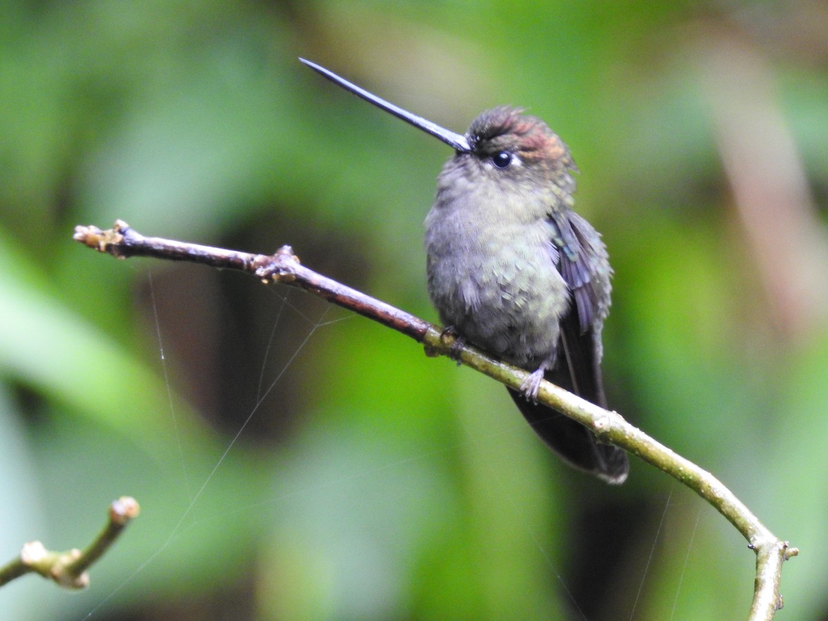 Green-fronted Lancebill - ML644300356