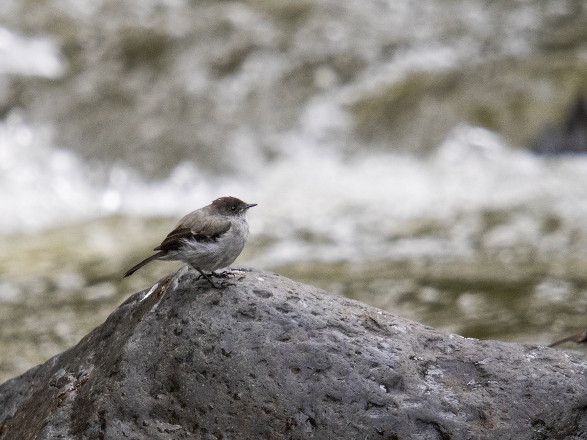 Torrent Tyrannulet - ML644300357