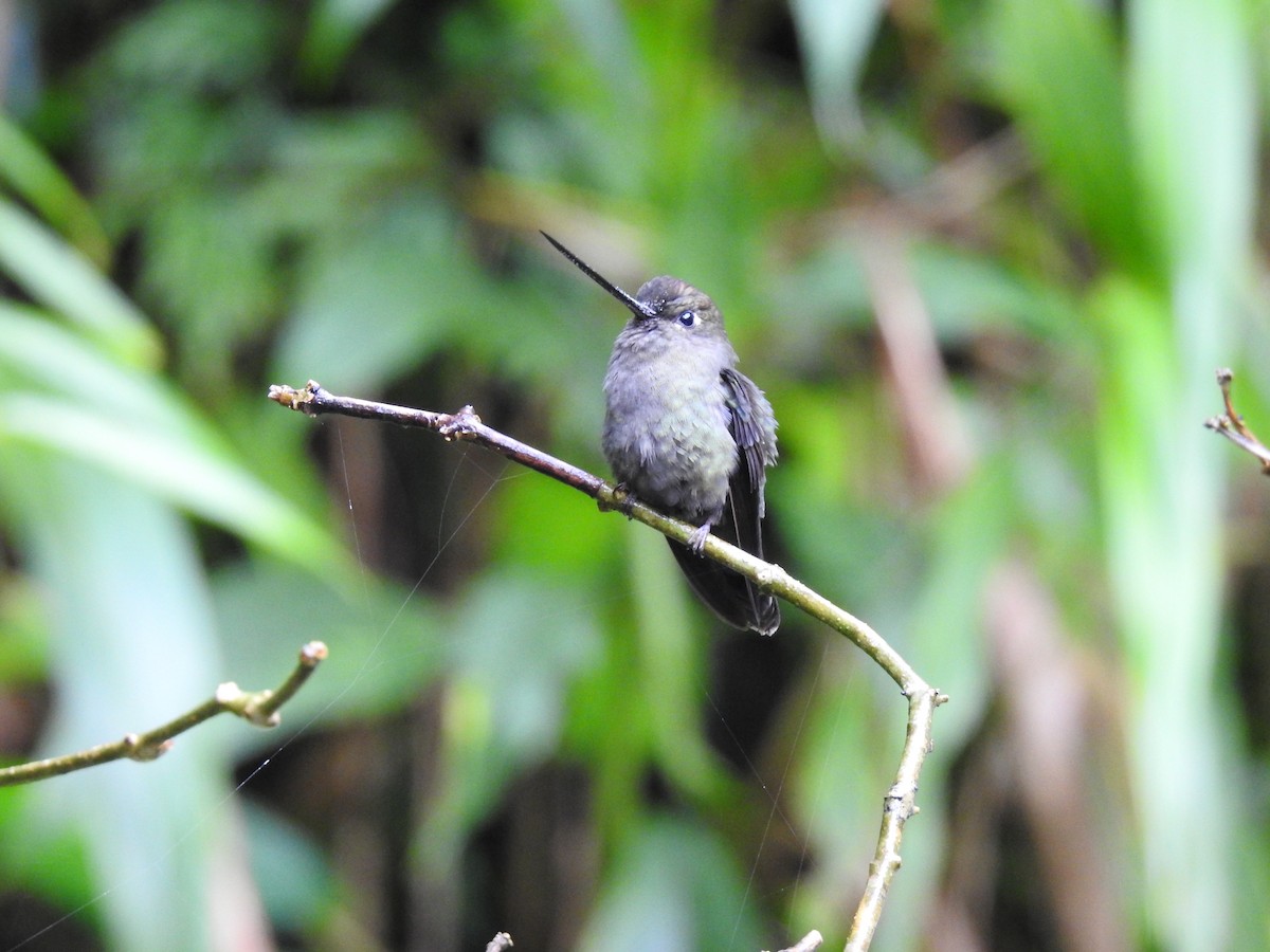 Green-fronted Lancebill - ML644300358