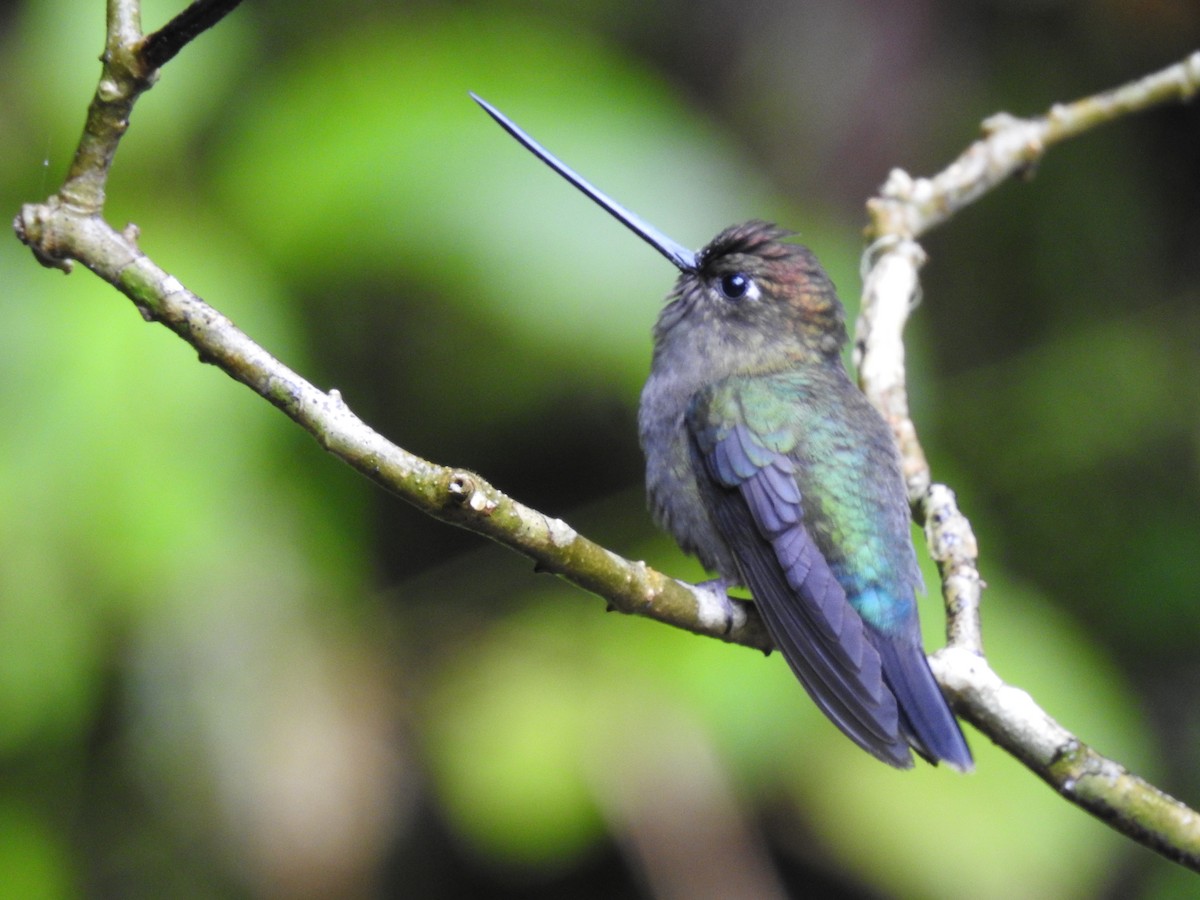 Green-fronted Lancebill - ML644300360