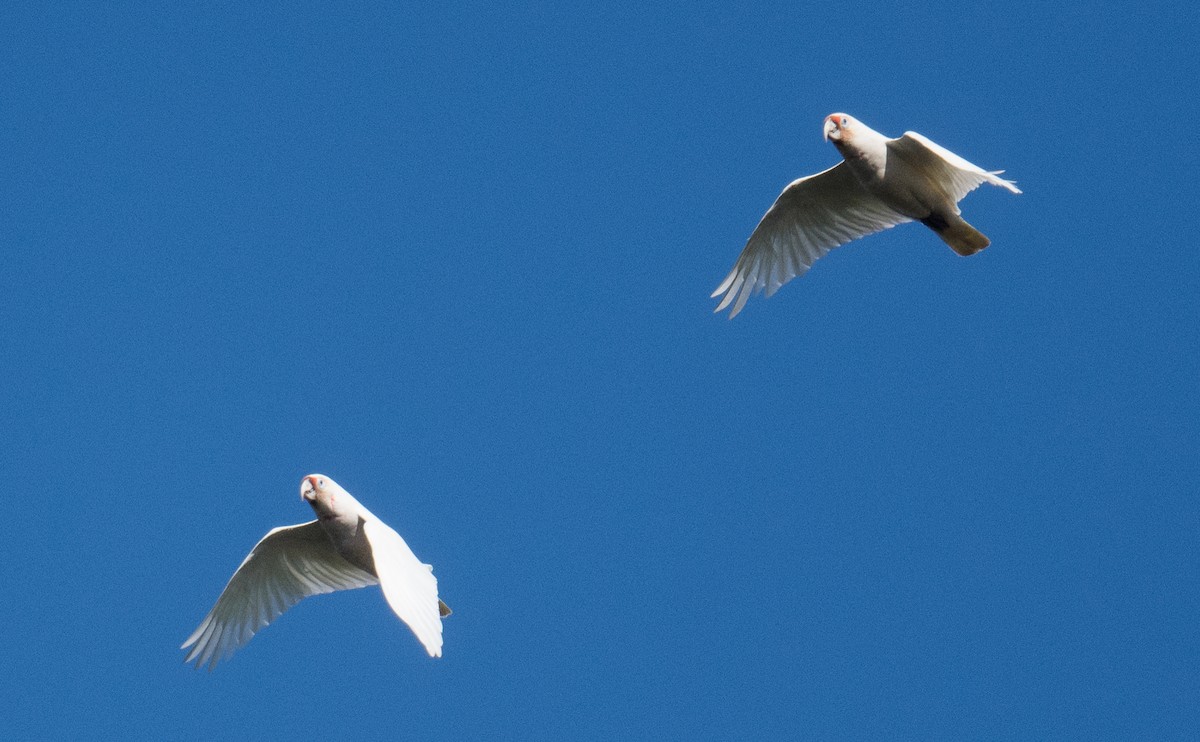 Long-billed Corella - ML644300361