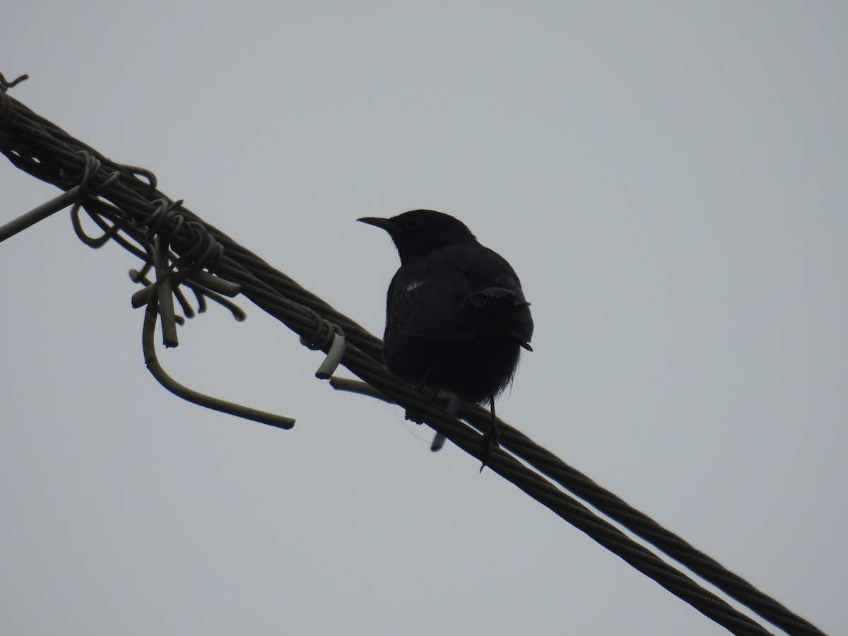 Indian Robin - ML644300362