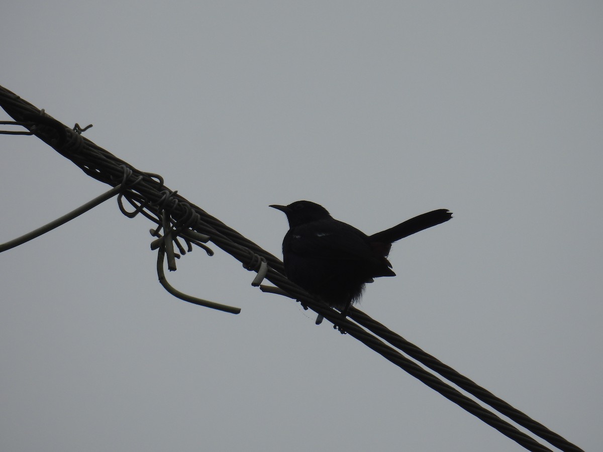 Indian Robin - ML644300363