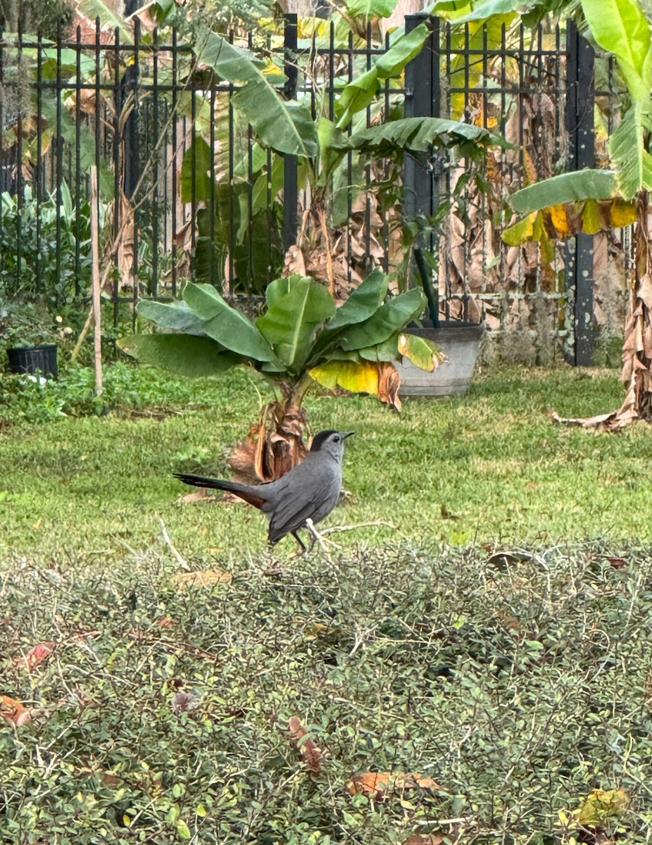 Gray Catbird - ML644300364