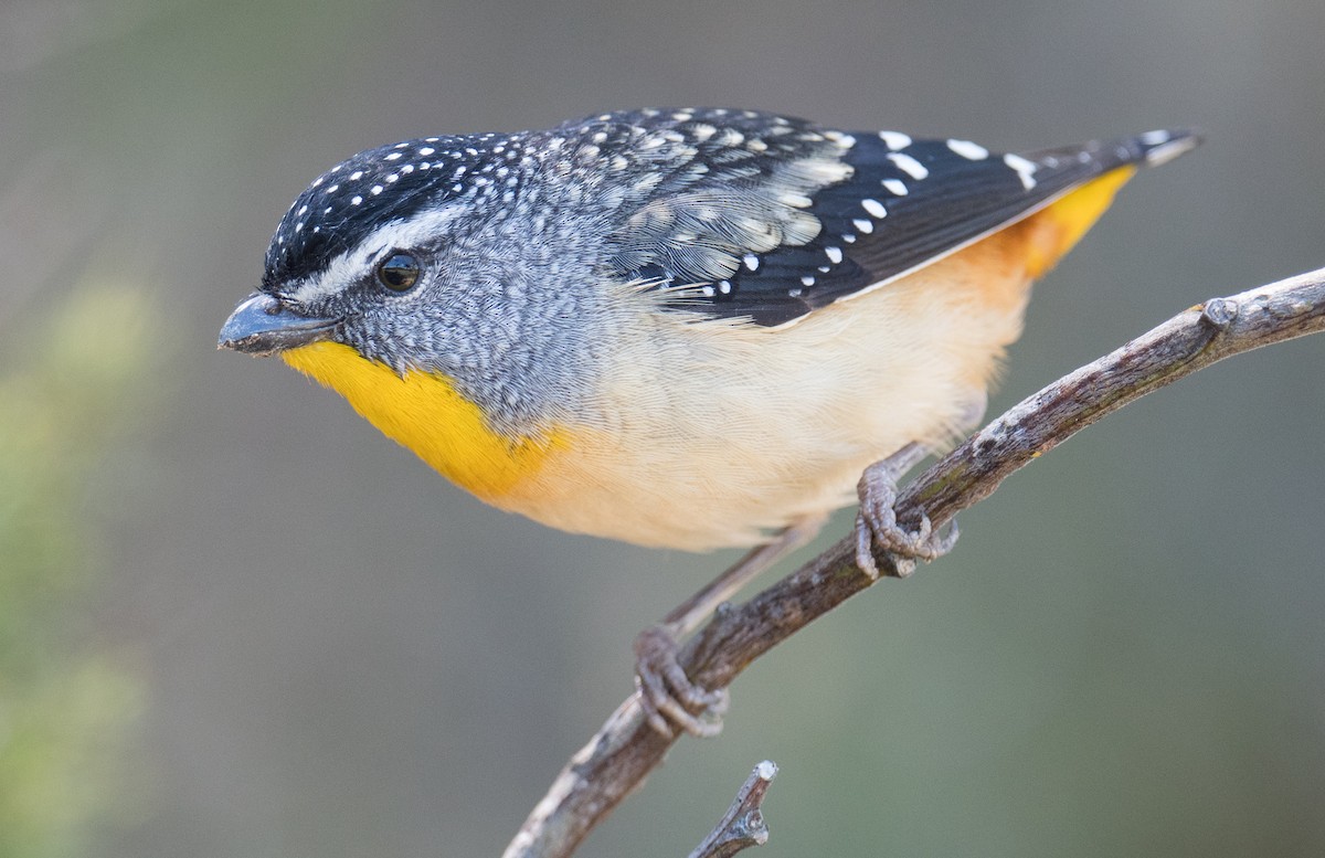 Spotted Pardalote - ML644300365