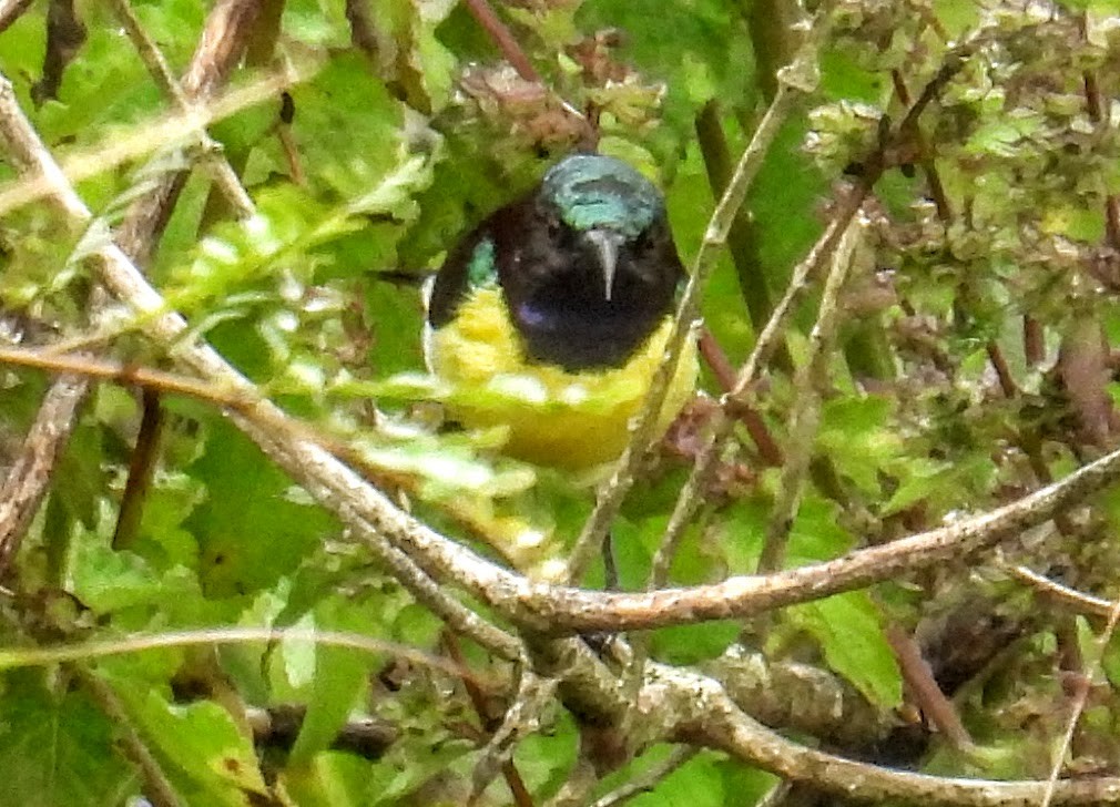 Purple-rumped Sunbird - ML644300367